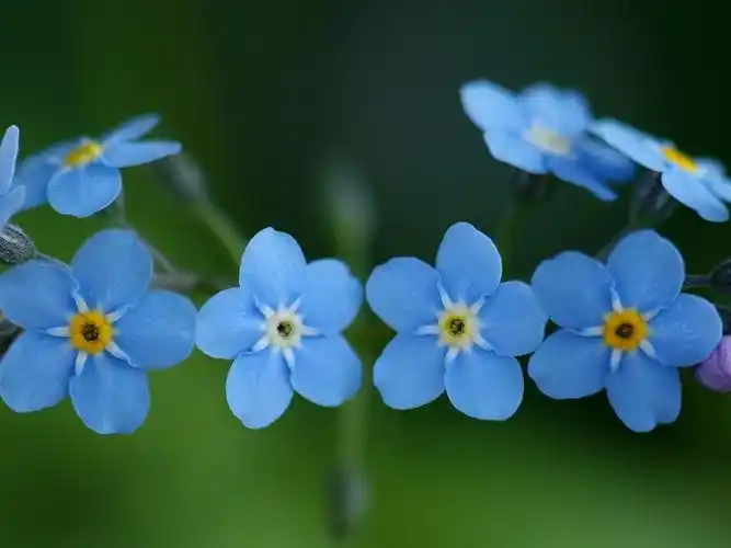 勿忘我,勿忘草,星辰花,蓝色小花,唯美勿忘我壁纸图片