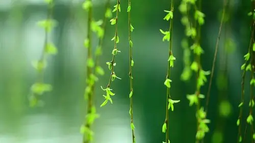 "约会春天,播种绿色" 友谊里小学六年级1班主题植树活动