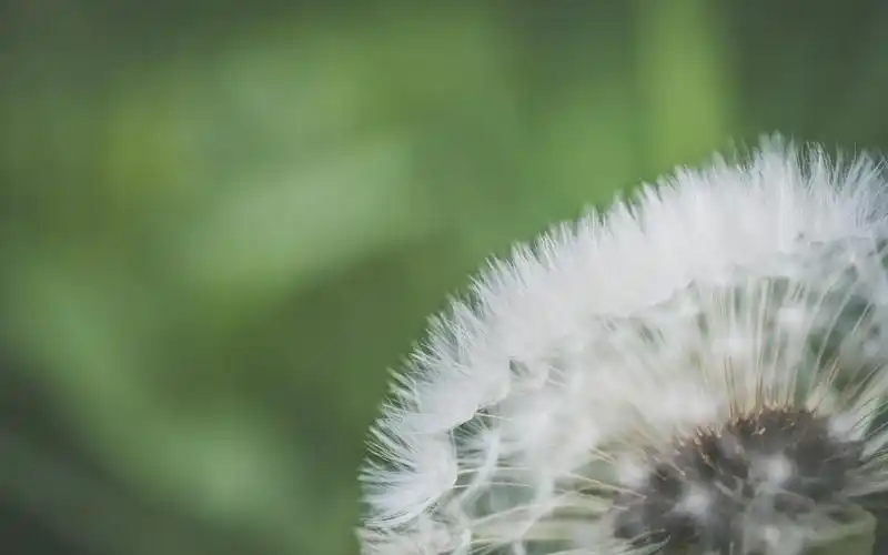 唯美蒲公英微距摄影图片电脑壁纸-植物壁纸-壁纸下载-美桌网