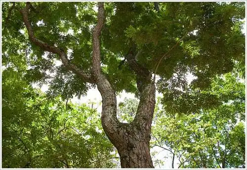 降香黄檀的主要价值