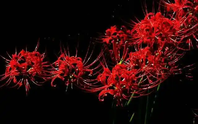 彼岸花的花语是什么?