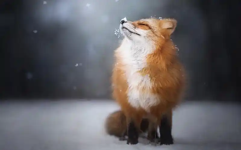 超级可爱的小狐狸