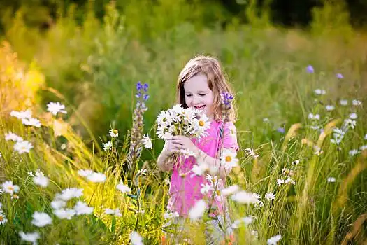 小女孩,雏菊,花圃,孩子,挑选,野外,花,儿童,玩,草地,花束,夏天,幼儿