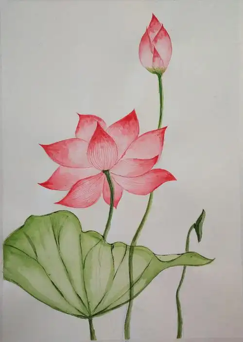 水彩～映日荷花别样红