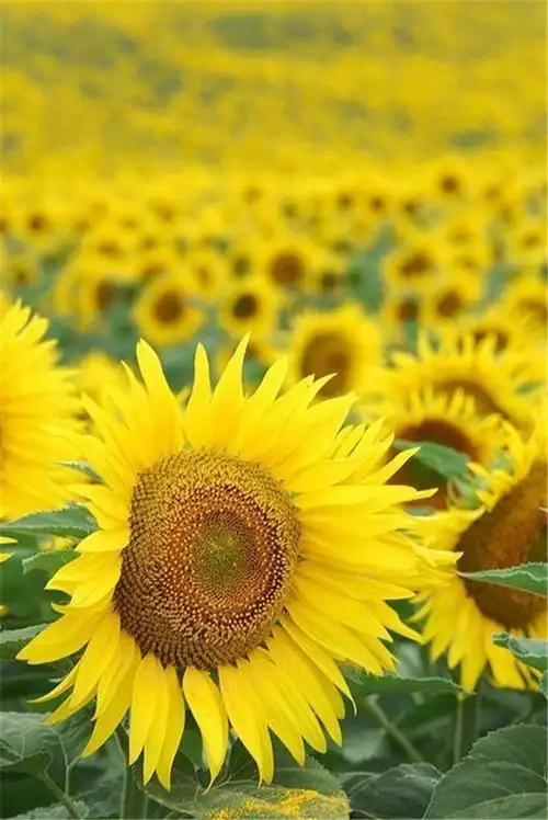 更多好图请加扣扣群838038950它是我的阳光我的花……它朝气蓬勃,象征