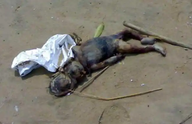 水猴子或者叫它河童水鬼图片