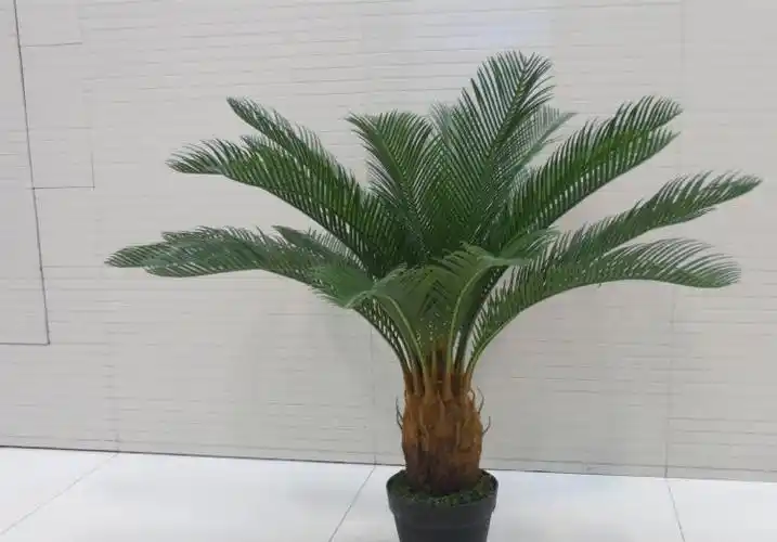 只需一次让你的小铁树变得更绿油油