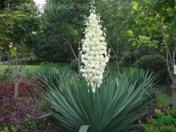 p>丝兰(拉丁学名: i>yucca smalliana /i> fern.