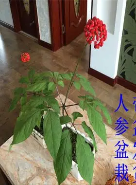 带花带叶发货长白山4盆栽西洋参