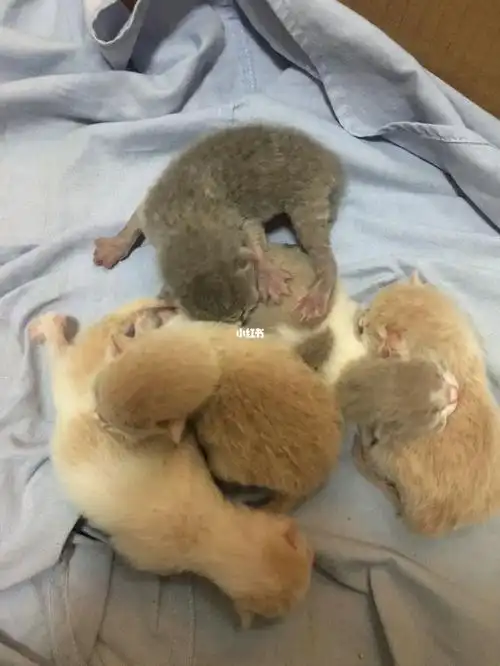 英短三花生出来各种颜色哈哈蓝猫 乳色 乳白