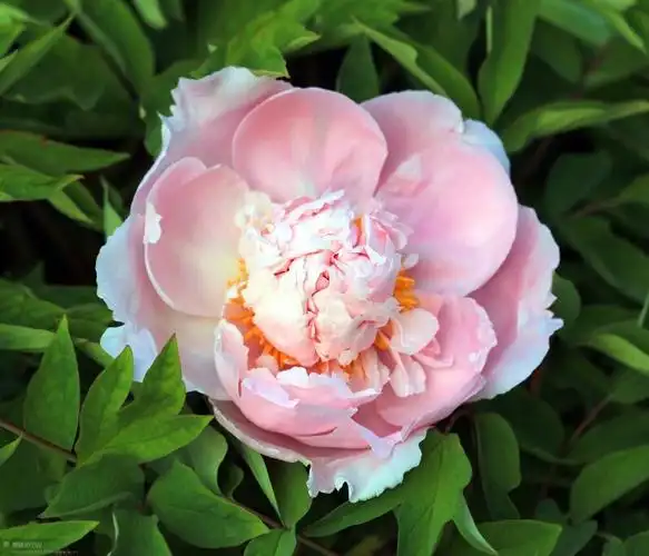 洛阳牡丹四大名品之一:赵粉