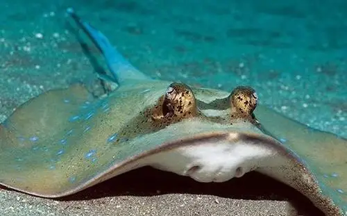 世界最毒的鱼有哪些世界上十大最毒的鱼排名2