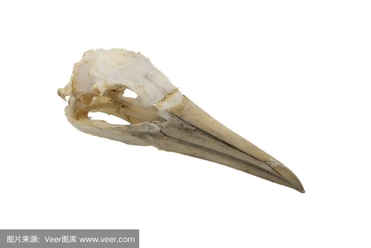 北部塘鹅(塘鹅),有白色背景的鸟头骨