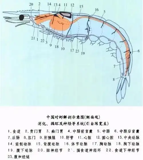 虾头里全是重金属虾头到底能不能吃
