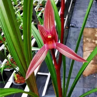 中华红素带花苞 - 中国兰花交易网