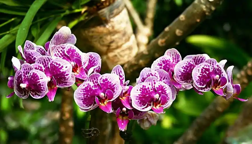 二月春晓植物园(温室热带植物展各种植物花卉琳琅满目竟相盛开) - 美