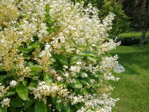 树皮及枝叶能清热利湿,解毒消肿的小蜡树!