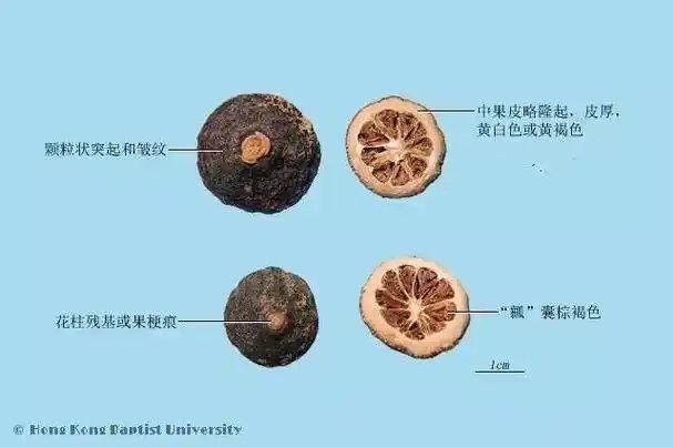 酸橙与橘子都是柑橘属的植物,在药性上大体相似,所以枳实的功效,也
