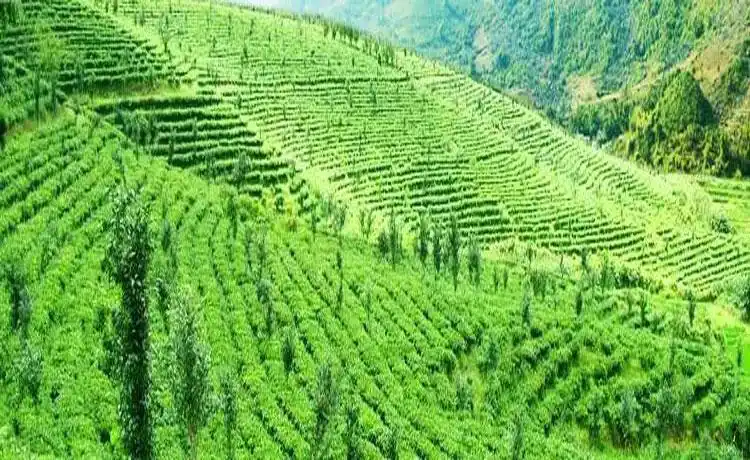 火麻油的功效与作用