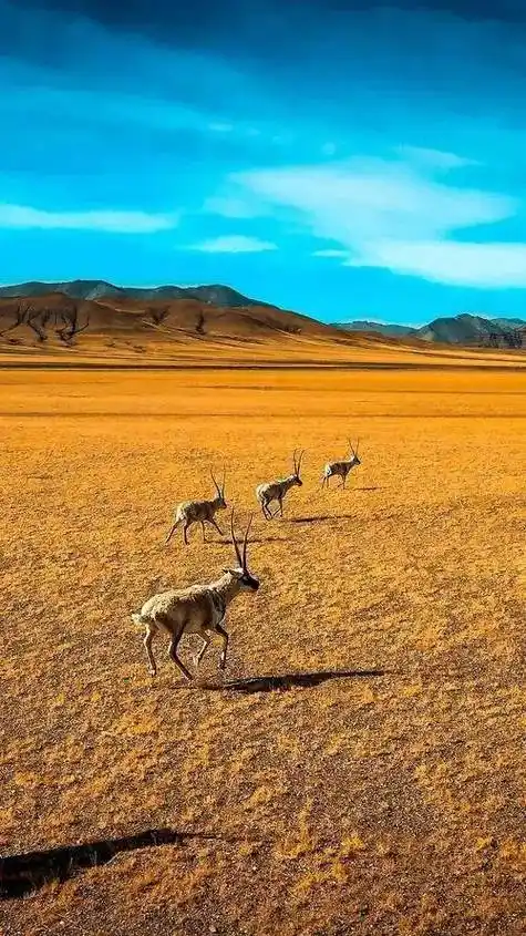 高清风景手机壁纸:拿起手机就能欣赏最美风景
