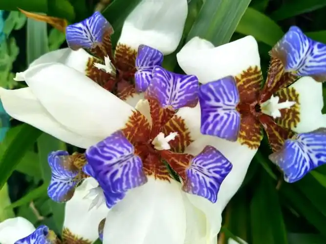 美丽馨香的玉蝴蝶花