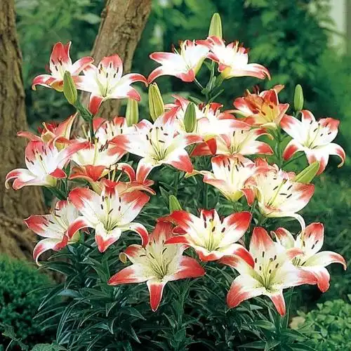 百合的种类有多少种 | 百合花品种大全图解_什么值得买