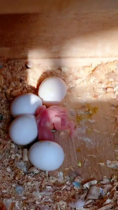 我家第一只小鸟宝宝顺利出生了99