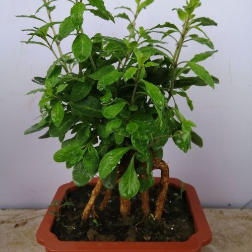 野生枸杞老桩树花卉微型枸杞盆栽苗室内外观赏植物当年开花结果