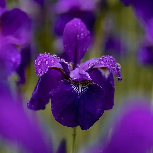 日本花菖蒲肥后系鸢尾进口花卉绿植盆栽阳台庭院室内原盆原土稀有