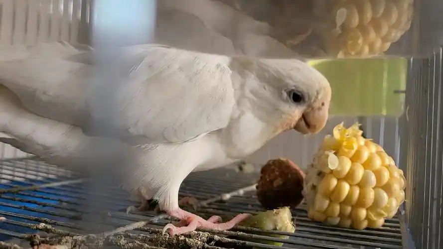 这次终于看到黑色玄凤鹦鹉吃了