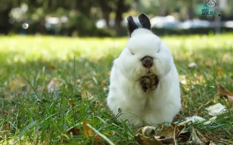 呆萌可爱的兔子图片桌面壁纸-动物壁纸-壁纸下载-美桌网