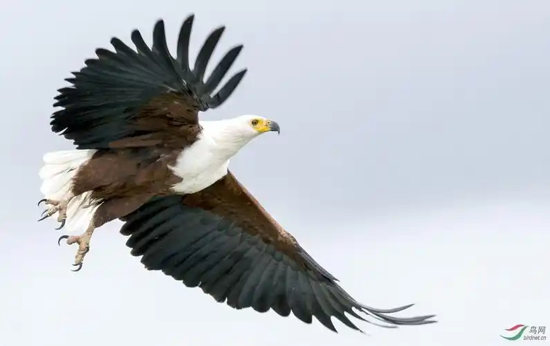 白头海雕拍摄于肯尼亚祝贺荣获首页鸟类精华