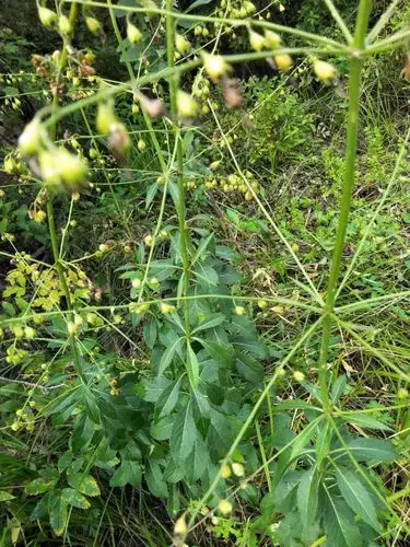 日月峡中草药(722)--轮叶沙参2