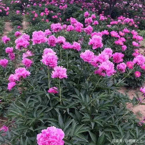 重瓣芍药花:它是一种生命力顽强而美丽的植物