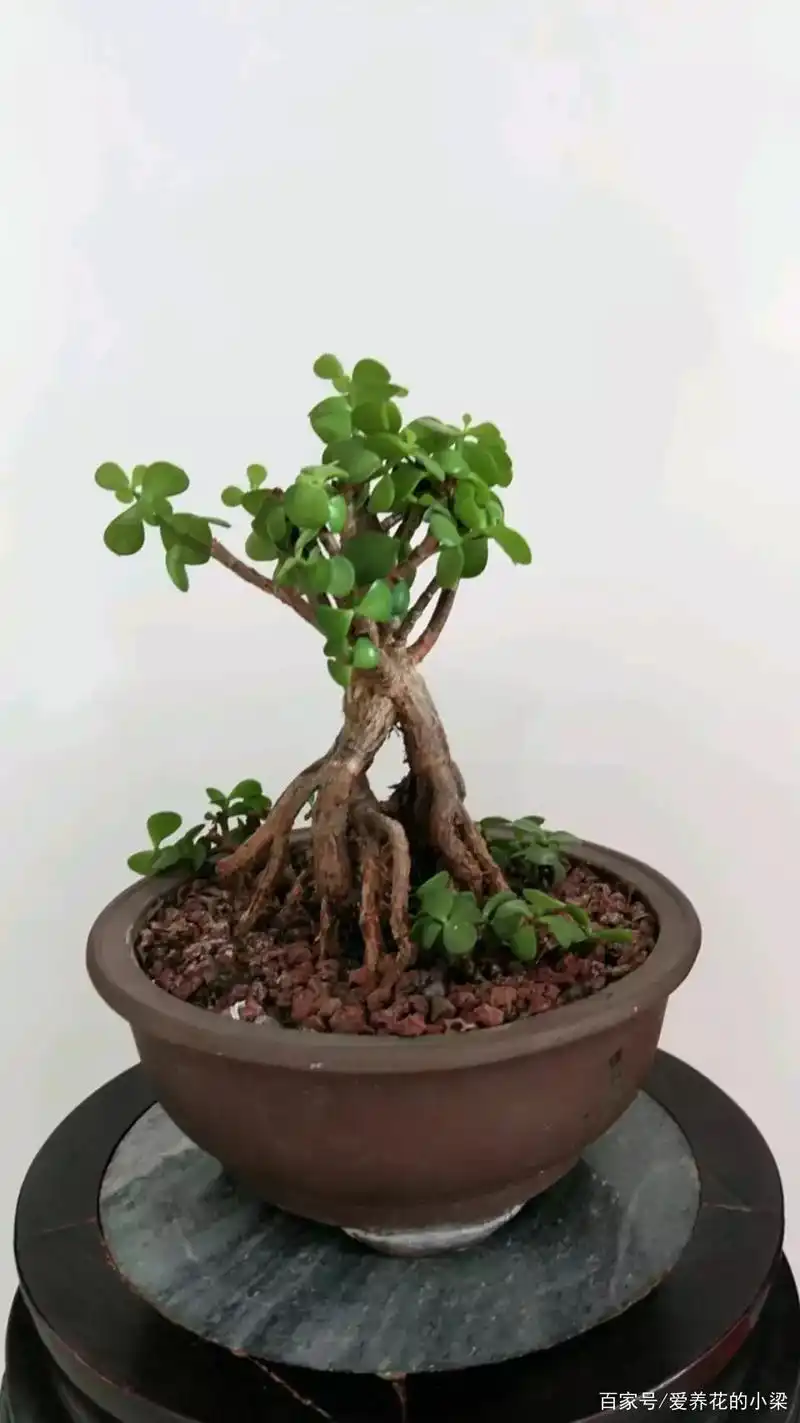 我们怎么给金枝玉叶施肥呢?从基质,季节,长势教你掌握施肥技巧