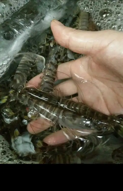 活蹦乱跳的斑马虾