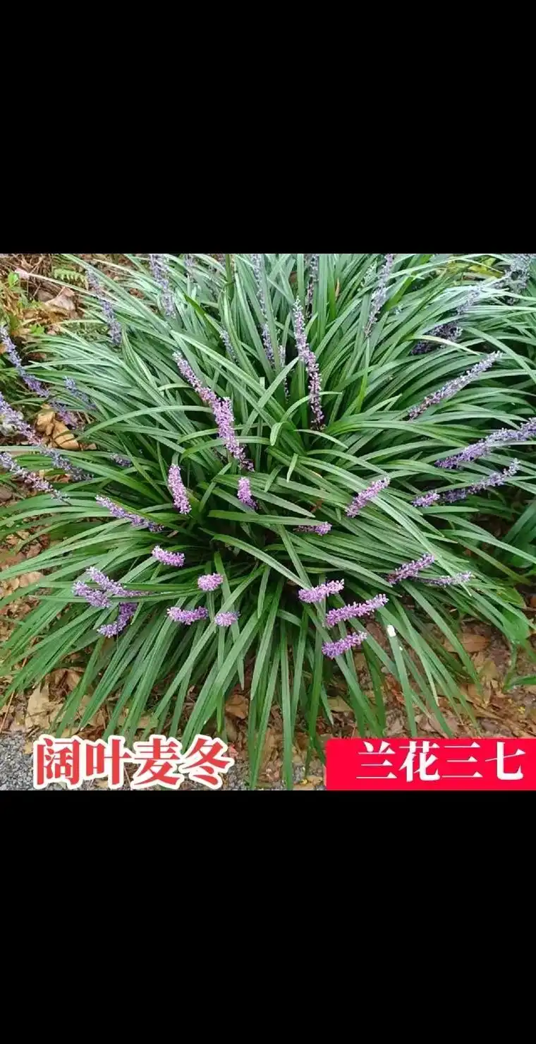 阔叶麦冬绿化工程开花兰花三七量大价优 可送货 - 抖音