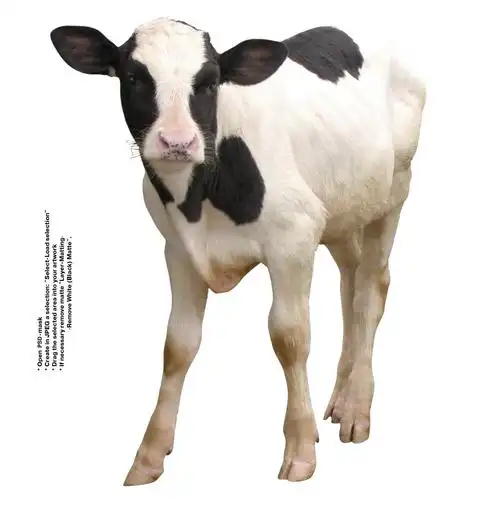 家畜,牛,奶牛,动物牛图片 家畜,牛,奶牛