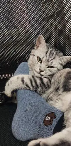 我这个是美短吗花纹颜色好浅