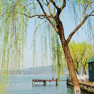 柳树姑娘钢琴谱夏晓红f调钢琴弹唱五线谱