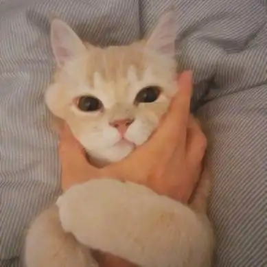 qq头像猫咪呆萌高清好看的可爱的猫咪图片头像