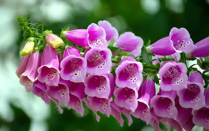 壁纸 美丽的粉红色铃铛花