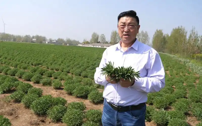 农村千万资产大老板,新型蔬菜受影响,在线求网友帮忙出谋划策