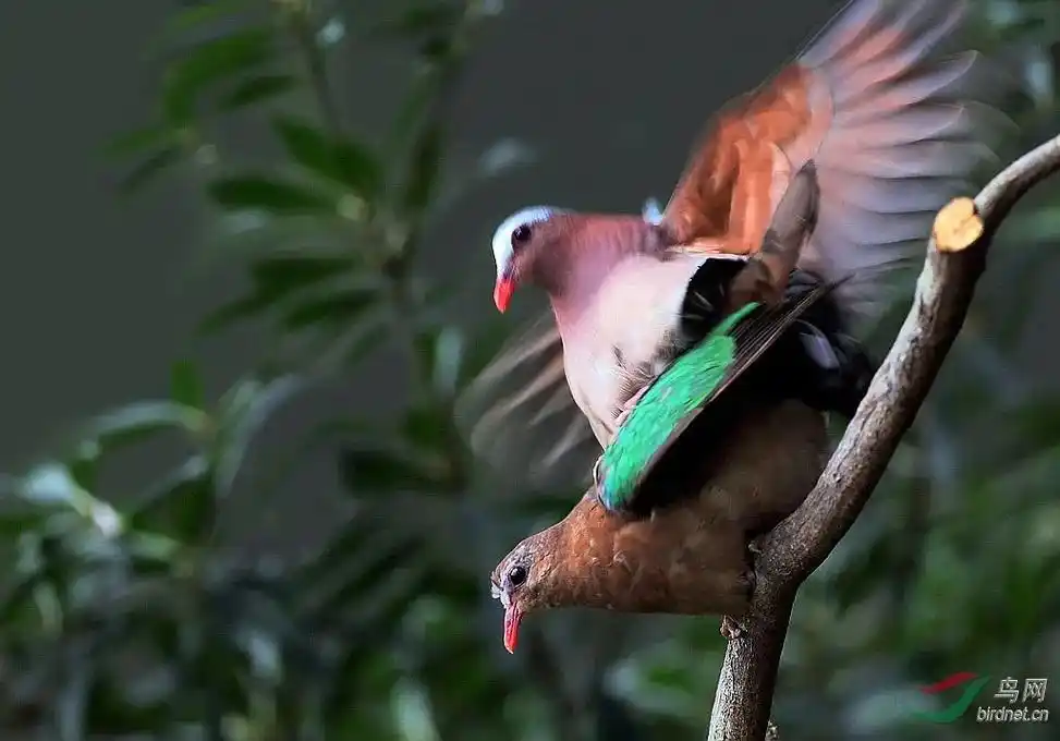 绿斑鸠国家保护动物#百度上捜到的图片 - 抖音