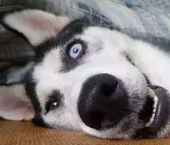 原创主人把臭袜子脱下扔到二哈面前下一秒二哈直接疯掉网友笑哭