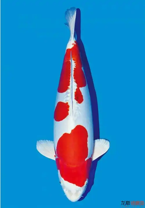 继续放毒|五十多张极品锦鲤 各有惊艳 美不胜收