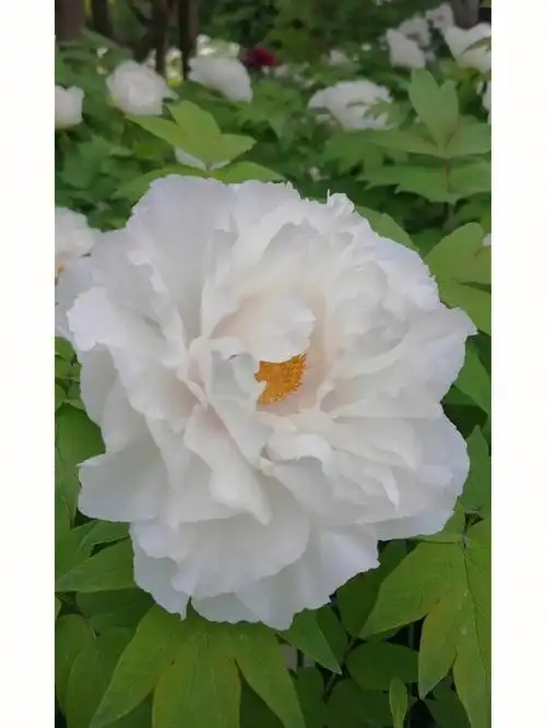 因为一个人爱上一座城洛阳白牡丹