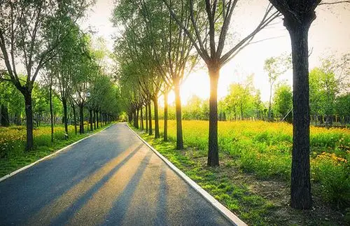 行道树,庭荫树大苗的栽培养护方法-种植技术-中国花木网