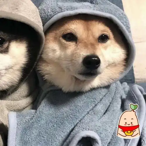 搞怪动物情侣头像_头像图片_扣扣乐园