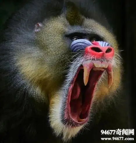 世界上最丑的猴子山魈,相貌丑陋面目狰狞像鬼怪